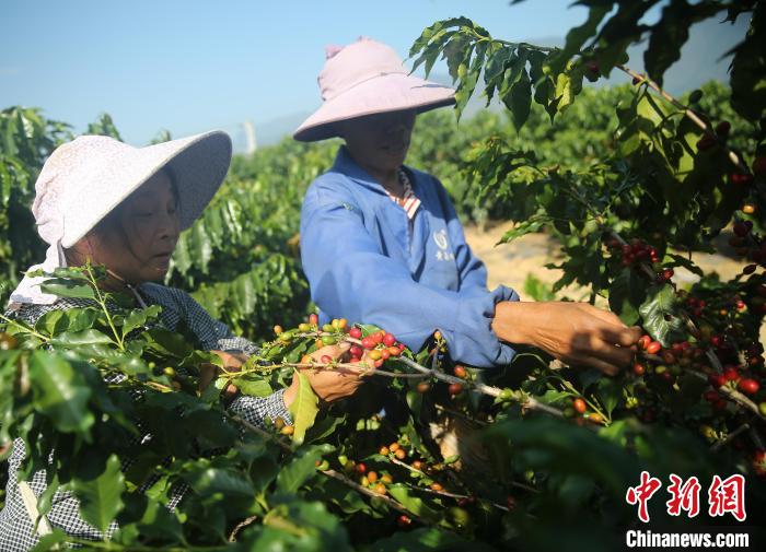 云南保山：“咖啡第一村”奏响咖旅融合新乐章